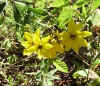 Wild Flower in Georgia